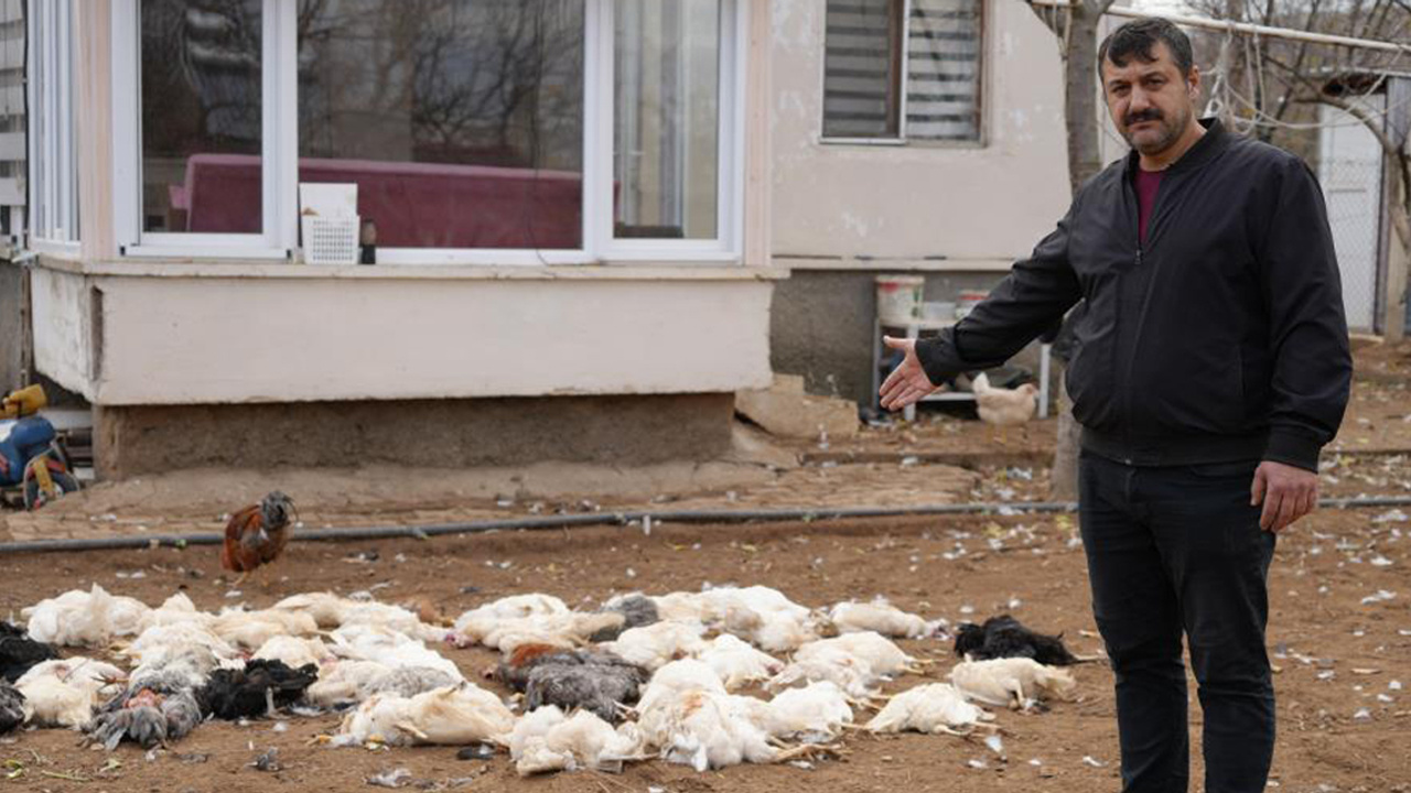 Kırıkkale’de sokak köpeği saldırısı: 46 tavuk telef oldu