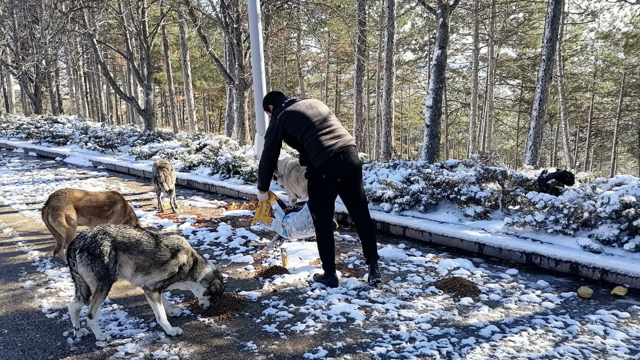 Kahramankazan Belediyesi Kış günlerinde sokak hayvanlarını unutmadı