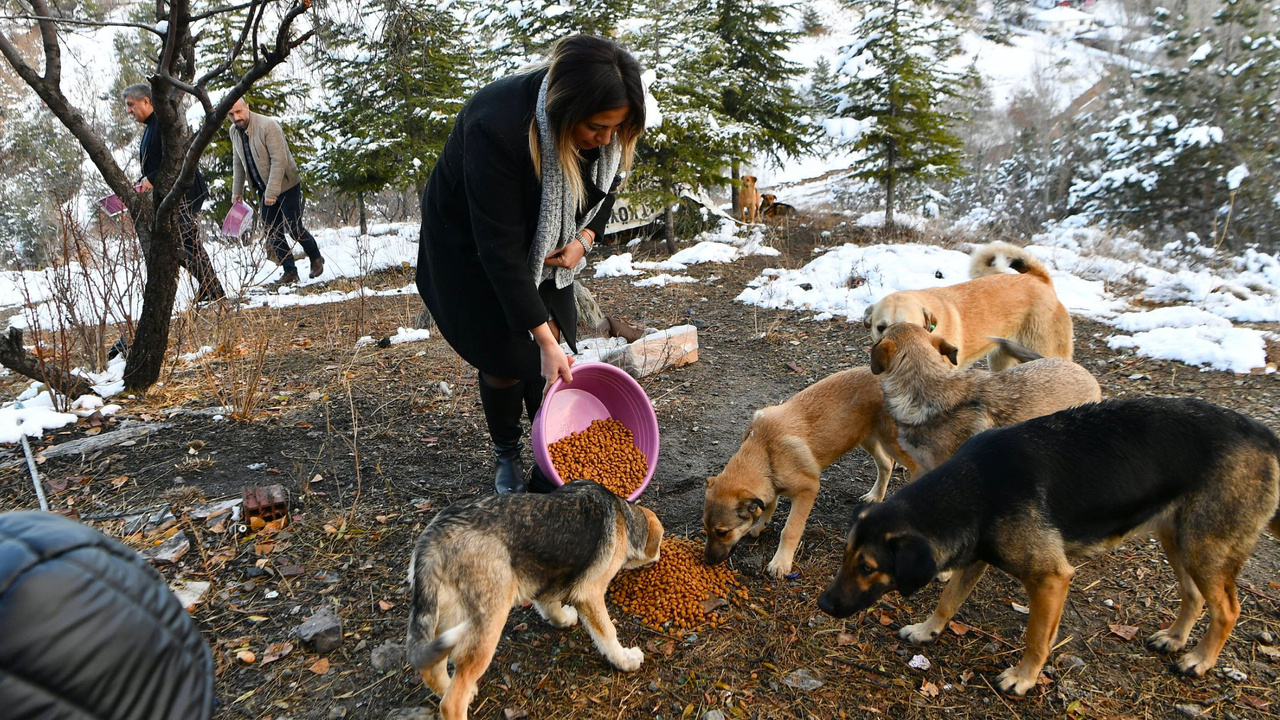 Mamak Belediyesi kış günlerinde sokak hayvanlarını unutmadı