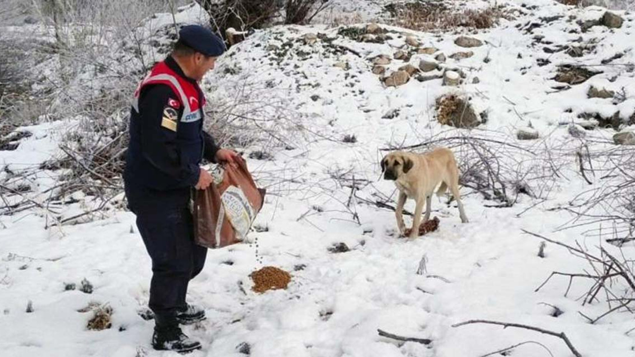 Yozgat Jandarma'dan yaban ve sokak hayvanlarına şefkat eli