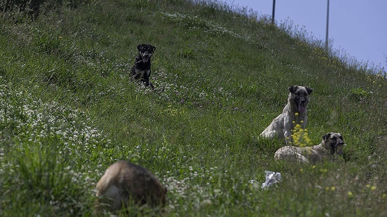 Çiğdem Mahallesi'nde sahipsiz köpek sorunu büyüyor! Mahalle sakinleri yetkililere seslendi: Tedirginiz!