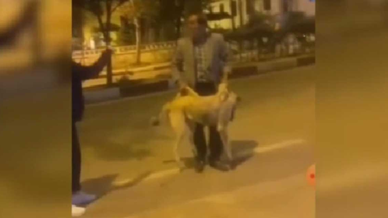 Kırıkkale'de sokak köpeği gerginliği: Keskin’de sokak köpeğinin ilçe dışına bırakılması tepki çekti