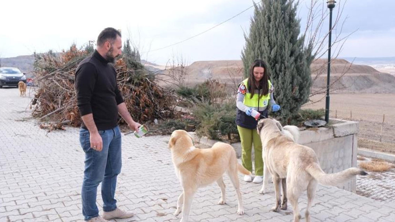 Yozgat'ta sahipsiz sokak hayvanları için ekipler sahada!