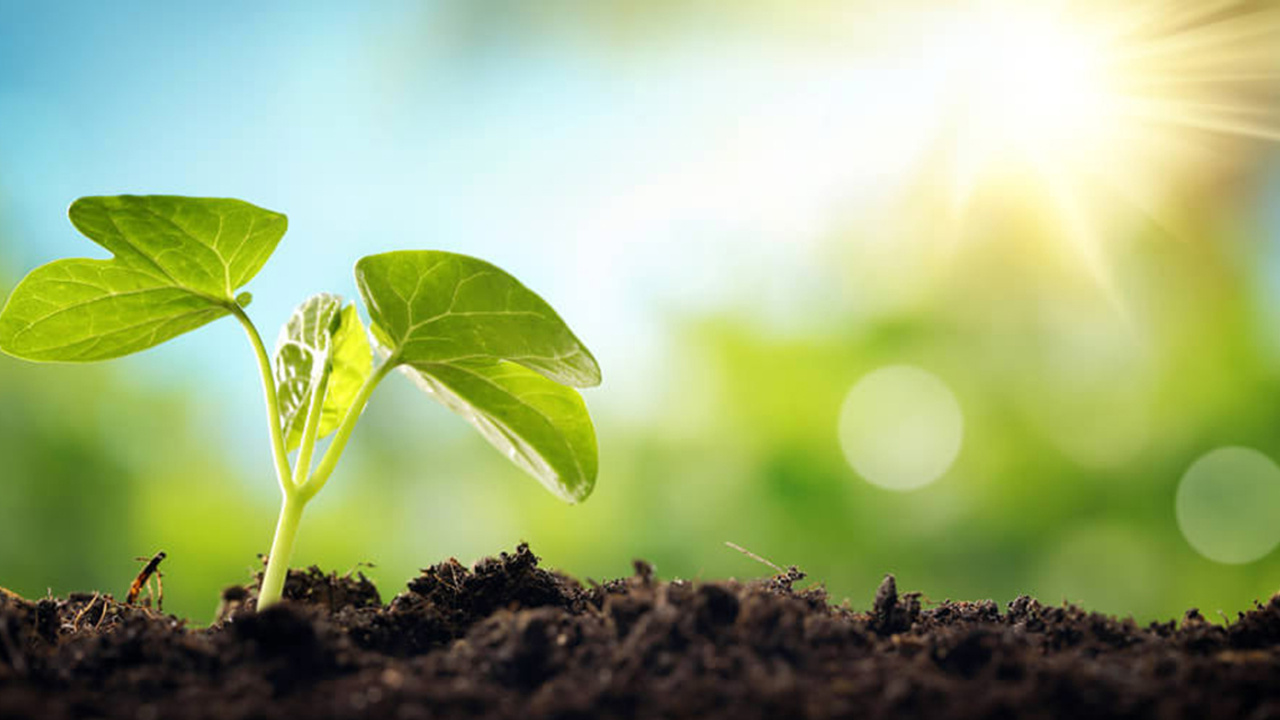 Bilim insanları bitkilerin çığlık attığını keşfetti