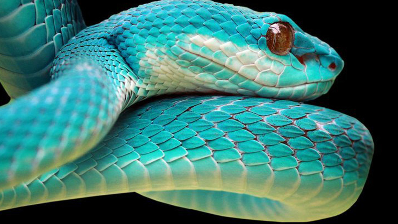 Yeni Araştırma: İlk Kez Yılanların Takla Atabildiğini Belgeledi