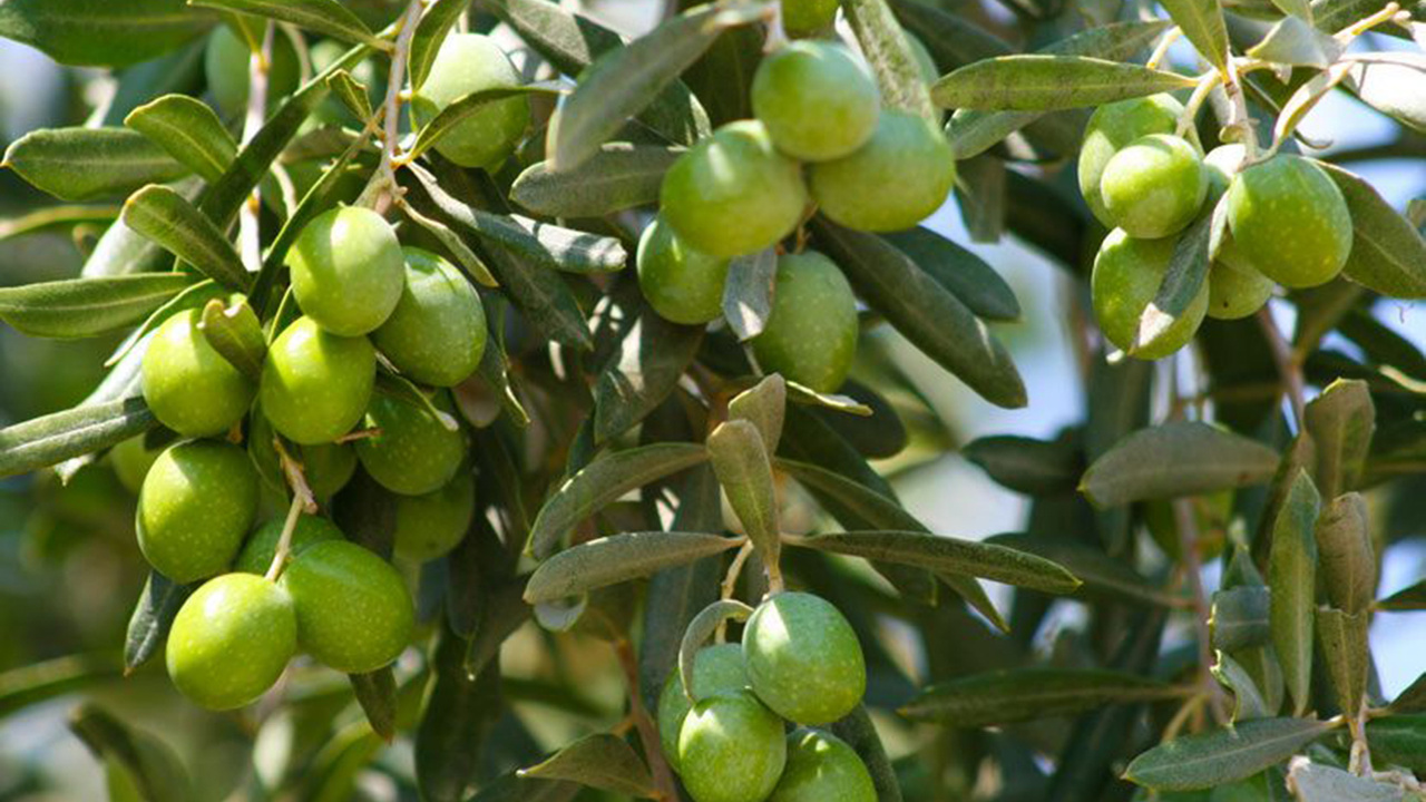 Zeytin çekirdeğinin faydalarını bilseydiniz, çöpe atmazdınız