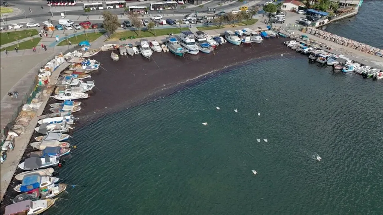 İzmir Körfezi'nde deniz yosunu alarmı!