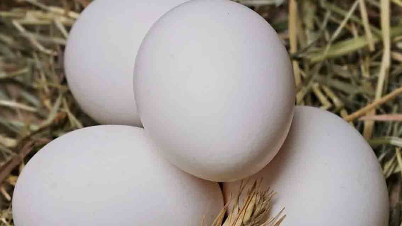 Bozuk yumurtayı anlamak mümkün müdür? Bozuk yumurta nasıl anlaşılır?