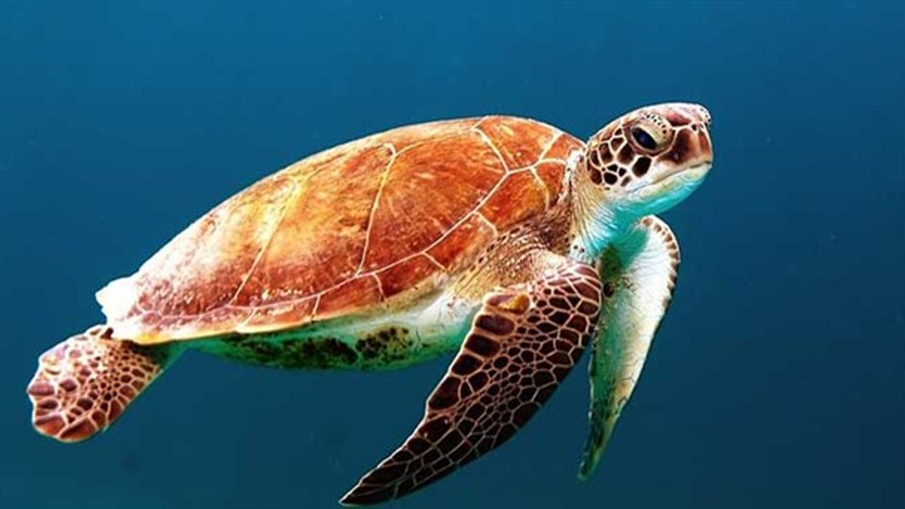 "Türkiye 100" isimli caretta caretta, denize salındı