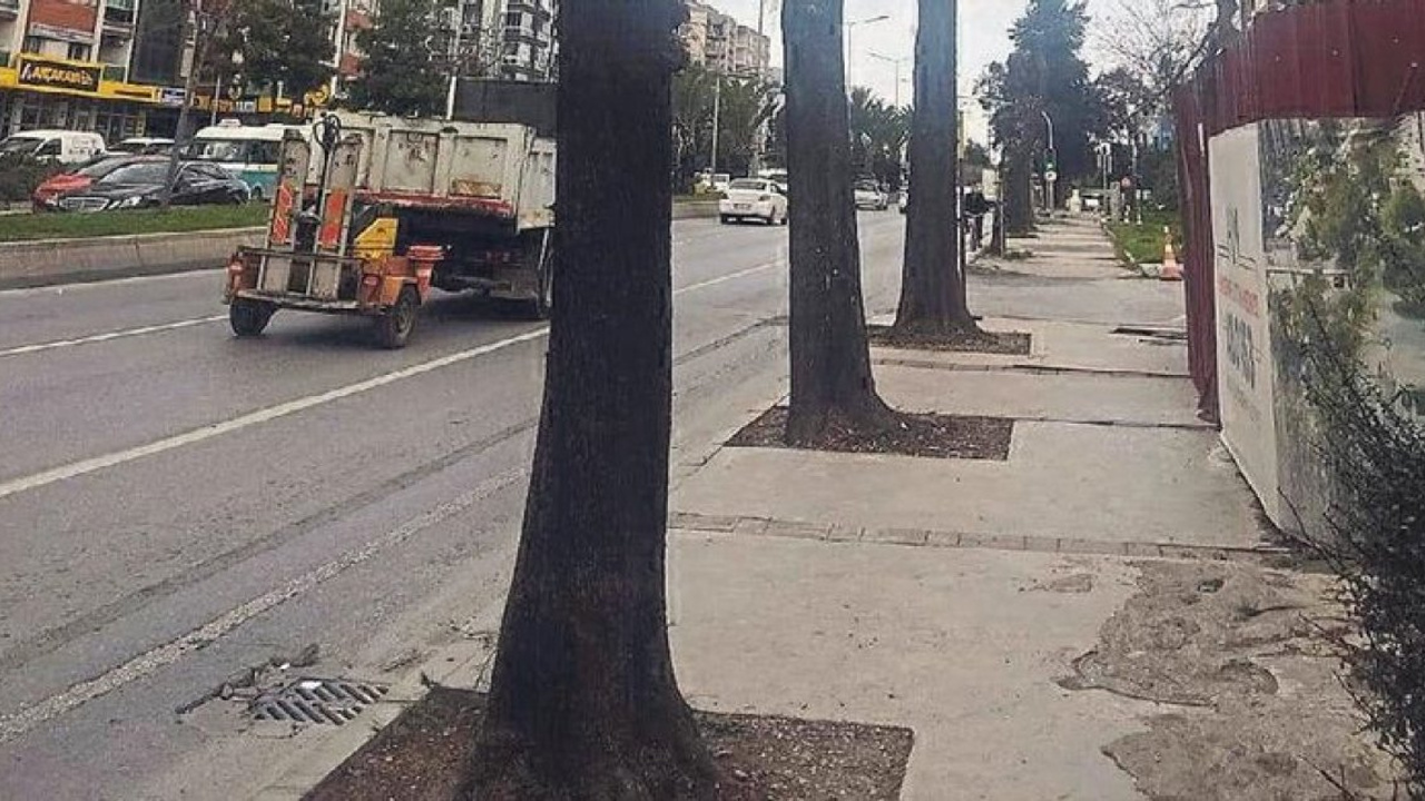 Ankara'da ilginç bir olay yaşandı! Vatandaş ağaçla dövüştü!