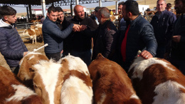 Yozgat’ta canlı hayvan pazarında büyük yoğunluk!