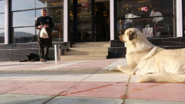 Yozgat’ta anne köpeğe her gün aynı saatte mama veren esnaf yürekleri ısıttı