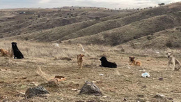 Üç bakanlık başıboş köpek sorunuyla ilgili harekete geçip özel çalışma başlattı