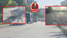 Gölbaşı’nda sahipsiz sokak hayvanı ve yol sorunu!