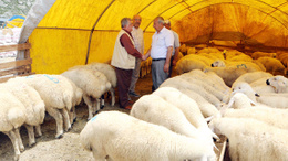 Yenimahalle'de Kurban Bayramı telaşı!