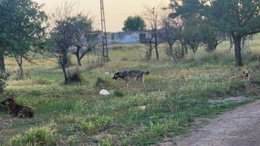 Akyurt'ta başıboş sokak köpekleri 4 koyunu telef etti!