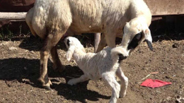 Yeni dünyaya gelen kuzu 3 bacaklı doğdu, görenler şok oldu!