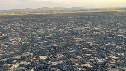 Yozgat’ta bin dönüm buğday ekili alanda yangın çıktı