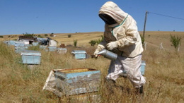 Bozok Yaylası'nda bal hasadı erken başladı!