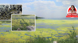 Prof. Dr. Meryem Beklioğlu: Mogan Gölü'nün dip çamurunun kazılması azot ve fosforu artırdı