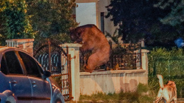 Kızılcahamam’da aç kalan ayı şehre indi