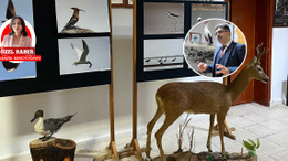 Filamingoların yuvası tehlikede | Seyfe Gölü'nün geleceği kuraklıkla sınanıyor!