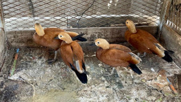 Kırşehir’de yasaklı 5 anguta el konuldu