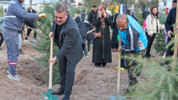 Sincan yeşillenecek: 536 ağaç toprakla buluştu