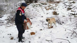 Yozgat Jandarma'dan yaban ve sokak hayvanlarına şefkat eli