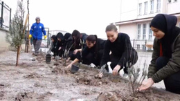 Mamak Belediyesi, öğrencilerle lavanta dikti