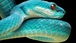 Yeni Araştırma: İlk Kez Yılanların Takla Atabildiğini Belgeledi