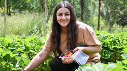 Şırnak'ın tek kadın girişimcisinden yılda 1 tondan fazla organik çilek üretimi