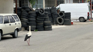 Kızılcahamam ilçesindeki sanayi sitesi, leyleklerin meskeni haline geldi