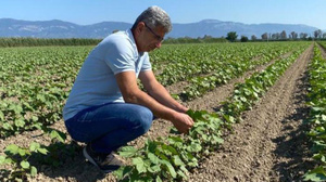 Aydın'da pamuklar kontrol altına alınıyor