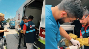 Sincan Belediyesi'nden sokak hayvanları için özel ambulans