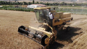 Kırıkkale'de buğday hasadı başladı!