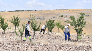 Altındağ'ın Meyve Ormanı bereket saçıyor