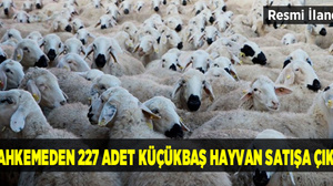 Mahkemeden 227 adet küçükbaş hayvan satışa çıktı