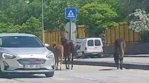 Sokak ortasındaki sahipsiz atlar trafiği kitledi!