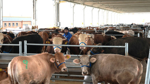 Gölbaşı’nda kurbanlıklar görücüye çıktı
