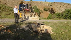 Çok sayıda sokak köpeğinin öldürüldüğü Yozgat'ta Valilikten açıklama: Suç duyurusunda bulunuldu