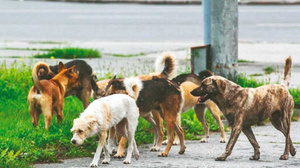 Mamak'ta köpeklerden kaçıp yola atlayan kadın canından oluyordu!