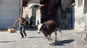 Sincan'da kurbanlık dana kaçtı!