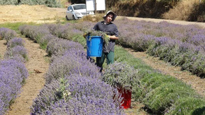 Öğretmenliği bırakıp o ürünü yetiştirmeye başladı!