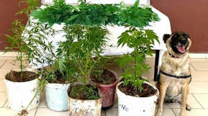 Yozgat'ta uyuşturucu operasyonu: Tarlada 27 kök kenevir ele geçirildi