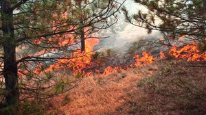 Yozgat Çekerek'te orman yangınında 2 kişi gözaltına alındı!