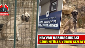 Şereflikoçhisar hayvan barınağındaki görüntüler yürek sızlattı