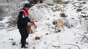 Yozgat Jandarma'dan yaban ve sokak hayvanlarına şefkat eli