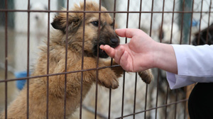 Ankara’da 'belediye barınağında aç kalan köpekler birbirini yedi' iddiası!