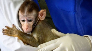 Yapay embriyo ile ilk kez bir maymun hamile kaldı